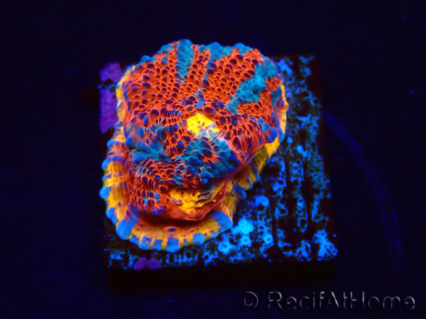 WYSIWYG - RAH Echinophyllia Sapphire Sentinel 21I8