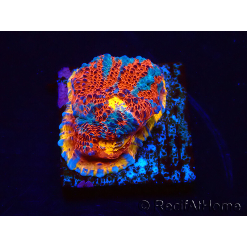 WYSIWYG - RAH Echinophyllia Sapphire Sentinel 21F5