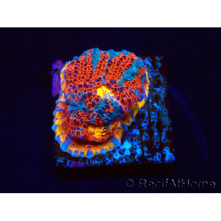 WYSIWYG - RAH Echinophyllia Sapphire Sentinel 21F5