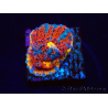 WYSIWYG - RAH Echinophyllia Sapphire Sentinel 21I8