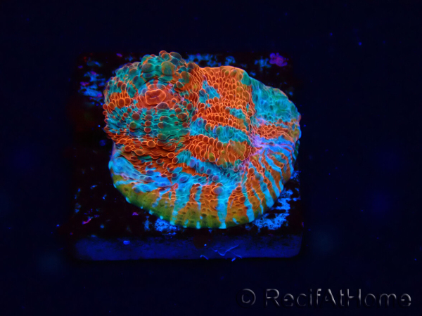 WYSIWYG - RAH Echinophyllia Starlight 21G