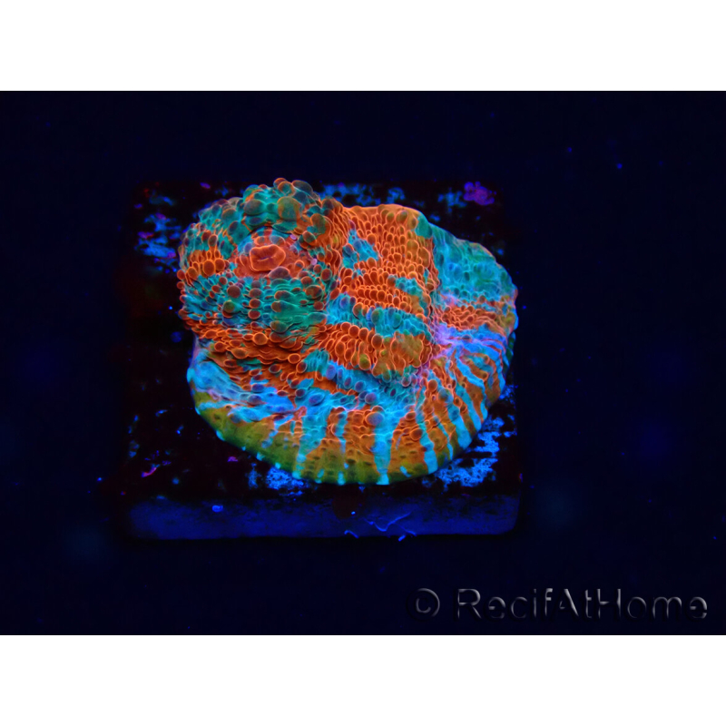 WYSIWYG - RAH Echinophyllia Starlight 21G
