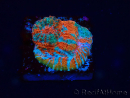 WYSIWYG - RAH Echinophyllia Starlight 21G