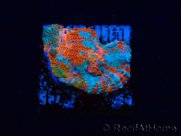 WYSIWYG - RAH Echinophyllia Starlight 21G2