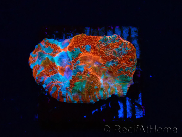 WYSIWYG - RAH Echinophyllia Starlight 21G