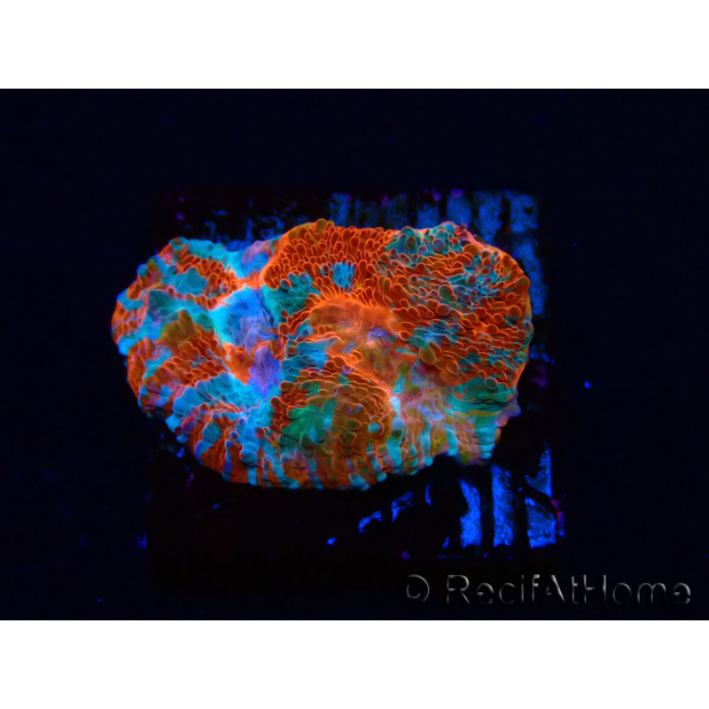WYSIWYG - RAH Echinophyllia Starlight 21G3