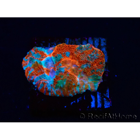 WYSIWYG - RAH Echinophyllia Starlight 21G