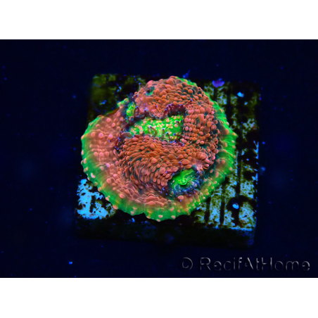 WYSIWYG - RAH Echinophyllia Watermelon 21A1