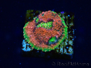 WYSIWYG - RAH Echinophyllia Watermelon 21A1