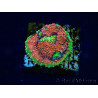 WYSIWYG - RAH Echinophyllia Watermelon 21A1
