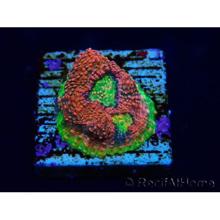 WYSIWYG - RAH Echinophyllia Watermelon 21A2