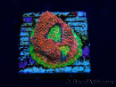 WYSIWYG - RAH Echinophyllia Watermelon 21A2