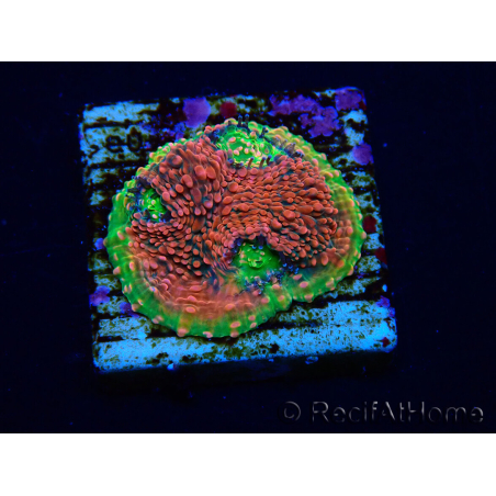 WYSIWYG - RAH Echinophyllia Watermelon 21A3