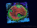 WYSIWYG - RAH Echinophyllia Watermelon 21A3