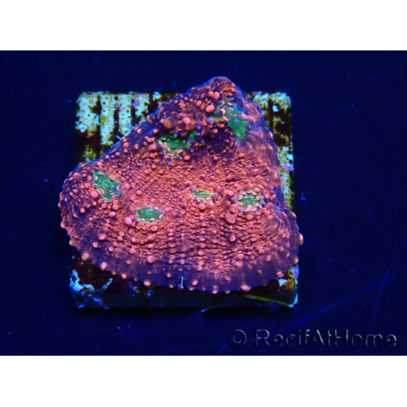 WYSIWYG - RAH Echinophyllia Marshmallow 21B1