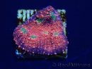 WYSIWYG - RAH Echinophyllia Marshmallow 21B1