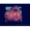 WYSIWYG - RAH Echinophyllia Marshmallow 21B1