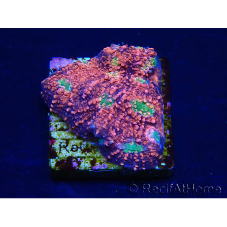 WYSIWYG - RAH Echinophyllia Marshmallow 21B2