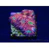 WYSIWYG - RAH Echinophyllia Marshmallow 21B2