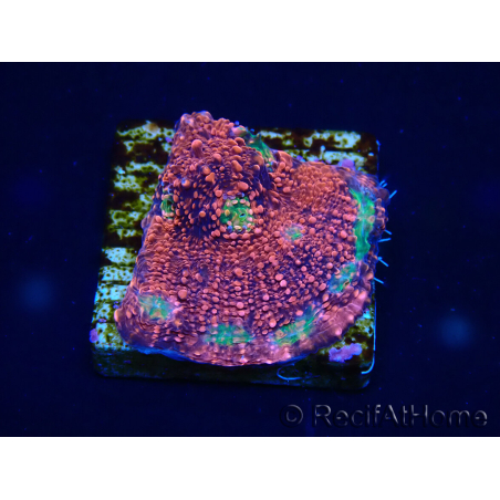 WYSIWYG - RAH Echinophyllia Marshmallow 21B3