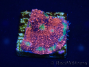 WYSIWYG - RAH Echinophyllia Marshmallow 21B3