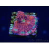 WYSIWYG - RAH Echinophyllia Marshmallow 21B3