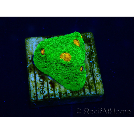 WYSIWYG - Echinophyllia 3G Mummy Eye 21B