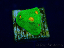 WYSIWYG - Echinophyllia 3G Mummy Eye 21B