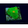 WYSIWYG - Echinophyllia 3G Mummy Eye 21B