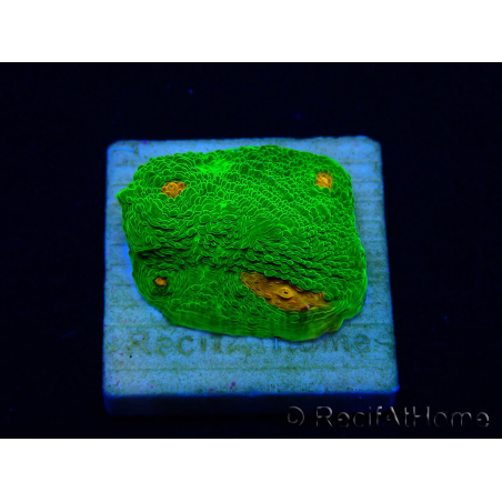 WYSIWYG - Echinophyllia 3G Mummy Eye 21B