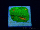 WYSIWYG - Echinophyllia 3G Mummy Eye 21B