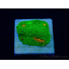 WYSIWYG - Echinophyllia 3G Mummy Eye 21B
