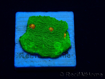 WYSIWYG - Echinophyllia 3G Mummy Eye 21B