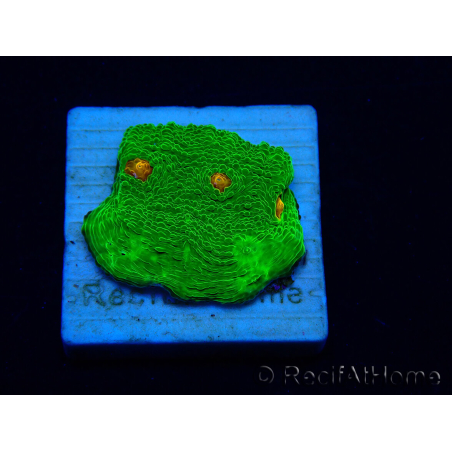 WYSIWYG - Echinophyllia 3G Mummy Eye 21B