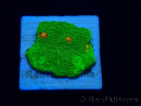 WYSIWYG - Echinophyllia 3G Mummy Eye 21B