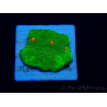 WYSIWYG - Echinophyllia 3G Mummy Eye 21B6