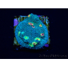WYSIWYG - Echinophyllia Miami Hurricain 21C6