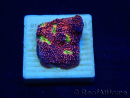 WYSIWYG - RAH Echinophyllia Burning Ashes 21B5