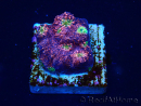 WYSIWYG - RAH Echinophyllia Burning Ashes 21B6