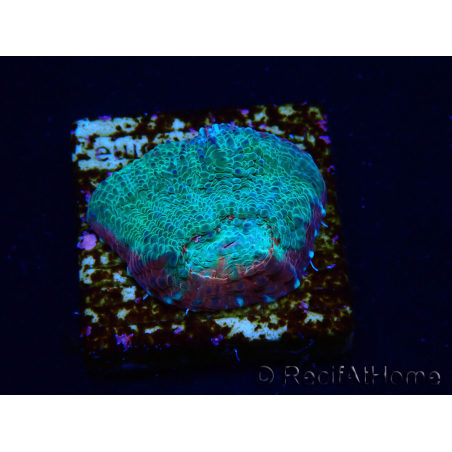 WYSIWYG - RAH Echinophyllia Gelato 21B8