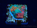 WYSIWYG - RAH Echinophyllia Bahama mama 21C11