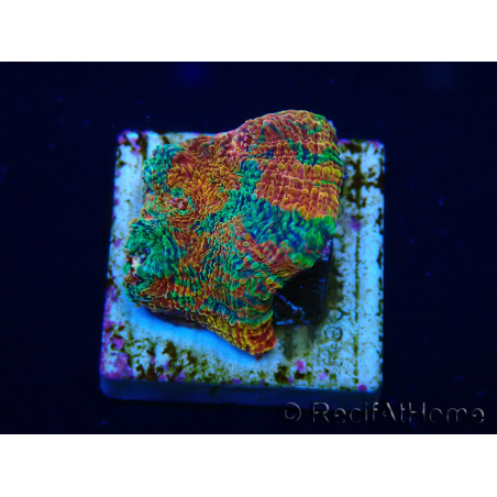 WYSIWYG - RAH Echinophyllia Bahama mama 21F2