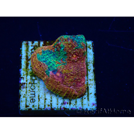 WYSIWYG - RAH Echinophyllia Bahama mama 21F3