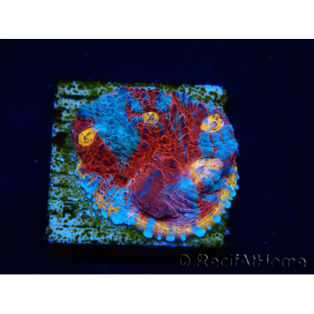 WYSIWYG - RAH Echinophyllia Sapphire Sentinel 21I7