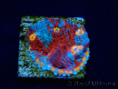 WYSIWYG - RAH Echinophyllia Sapphire Sentinel 21I7