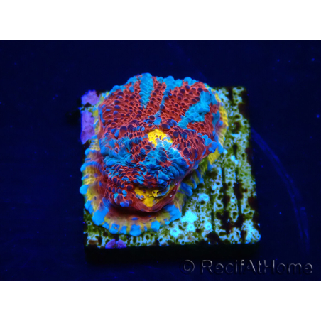 WYSIWYG - RAH Echinophyllia Sapphire Sentinel 21I8