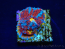 WYSIWYG - RAH Echinophyllia Sapphire Sentinel 21I8