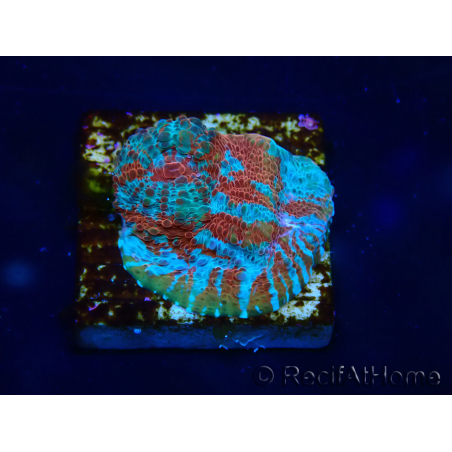 WYSIWYG - RAH Echinophyllia Starlight 21G