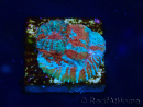 WYSIWYG - RAH Echinophyllia Starlight 21G