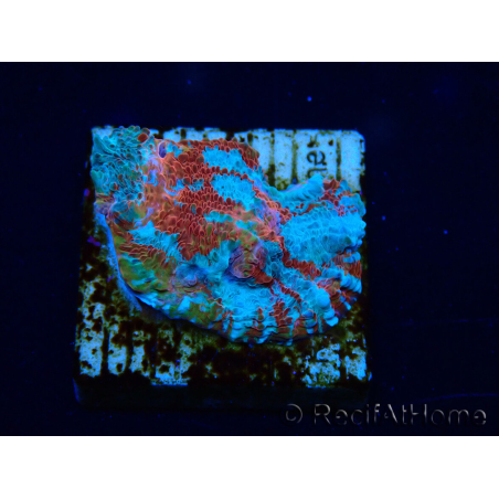 WYSIWYG - RAH Echinophyllia Starlight 21G